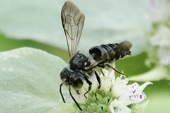 Coelioxys
