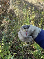 Thamnophis sirtalis semifasciatus