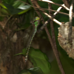 Austrogynacantha heterogena