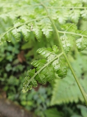 Dennstaedtia scandens