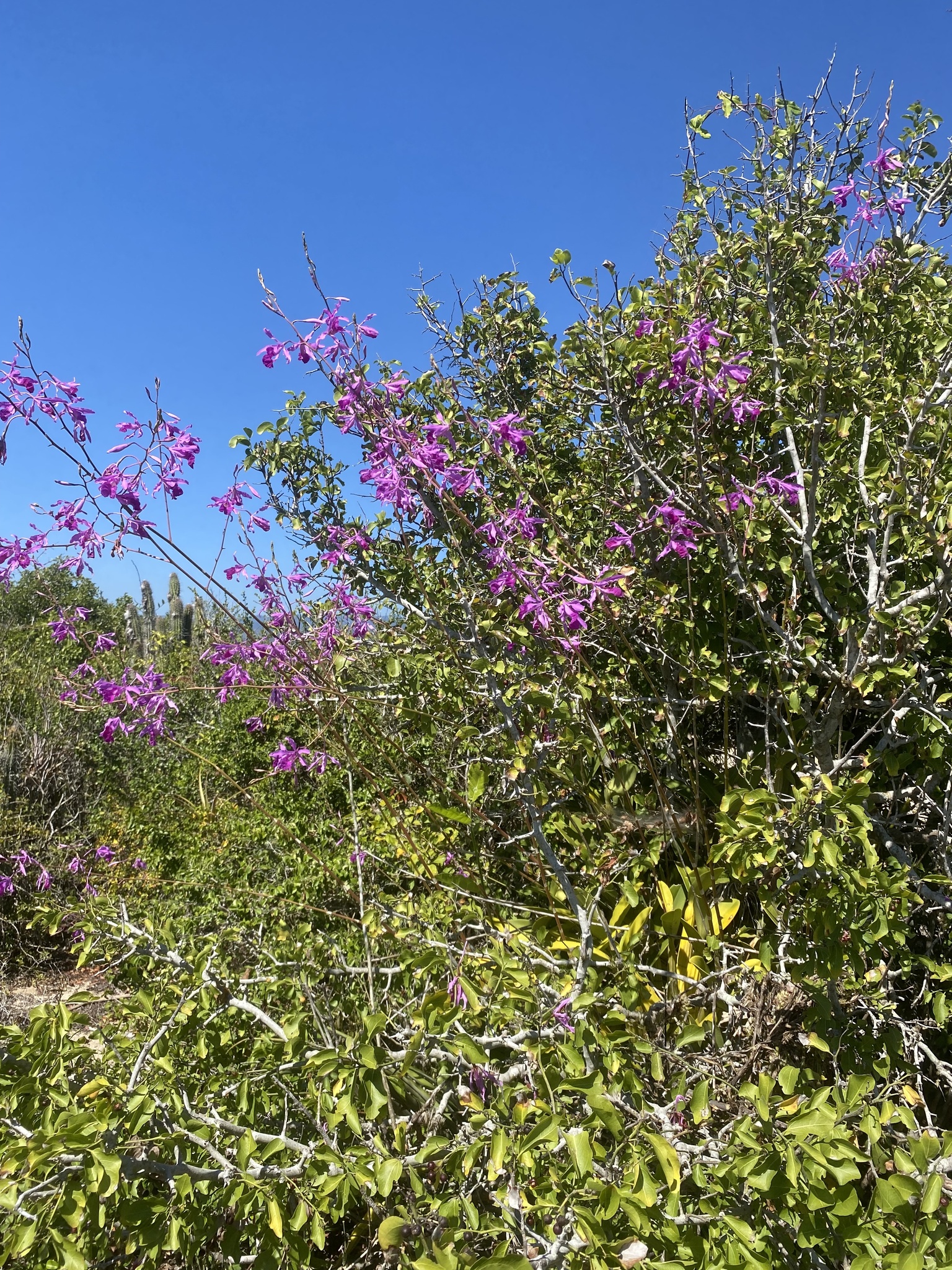 Myrmecophila galeottiana (A.Rich.) Rolfe