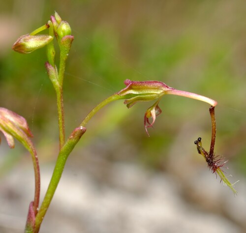 Image of Thynninorchis huntiana by (c) Peter Crowcroft, some rights reserved (CC BY)