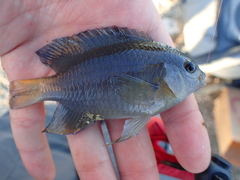 Stegastes leucostictus