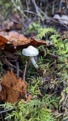 Tricholoma platyphyllum