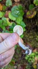 Tricholoma platyphyllum