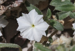 Euploca convolvulacea