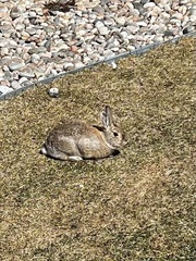 Sylvilagus nuttallii