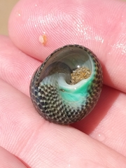 Chlorodiloma adelaidae