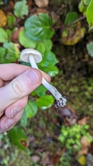 Tricholoma platyphyllum