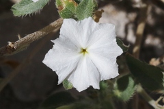 Euploca convolvulacea