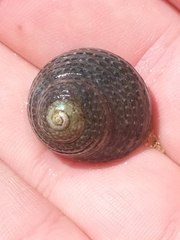 Chlorodiloma adelaidae