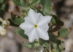 Euploca convolvulacea