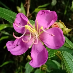 Melastoma