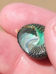 Chlorodiloma adelaidae