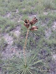 Yucca campestris