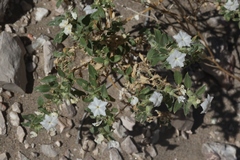 Euploca convolvulacea