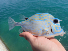 Acanthostracion quadricornis