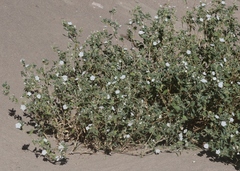 Euploca convolvulacea