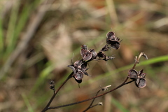 Haemodorum austroqueenslandicum