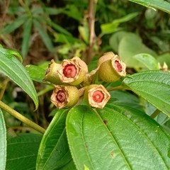 Melastoma