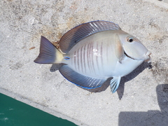 Acanthurus chirurgus