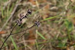 Haemodorum austroqueenslandicum