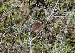 Coryphospingus cucullatus