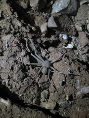 Sicarius thomisoides