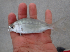 Eucinostomus