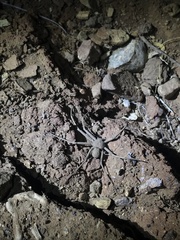 Sicarius thomisoides