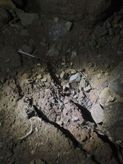 Sicarius thomisoides