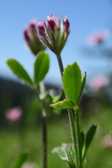 Trifolium dichotomum
