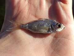 Eucinostomus