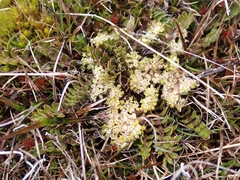 Anisotome flexuosa