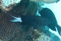 Chromis xanthura