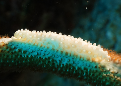 Aclyvolva lanceolata