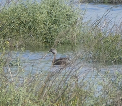 Poliocephalus poliocephalus
