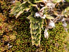 Anisotome flexuosa