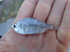 Eucinostomus