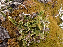 Anisotome flexuosa