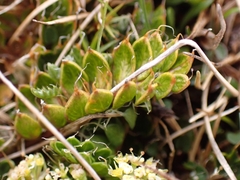 Anisotome flexuosa