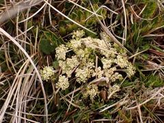Anisotome flexuosa
