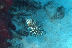 Novaculichthys taeniourus