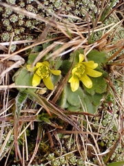 Ranunculus royi