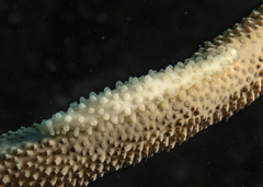 Aclyvolva lanceolata