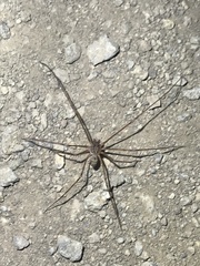 Scytodes globula