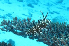 Novaculichthys taeniourus