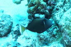 Sufflamen chrysopterum