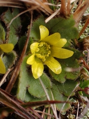 Ranunculus royi