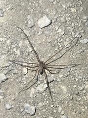 Scytodes globula